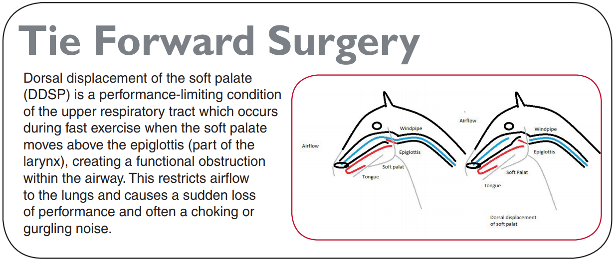 Equine Head and neck procedures